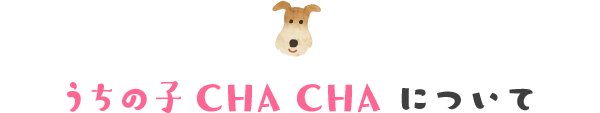 うちの子CHACHAについて